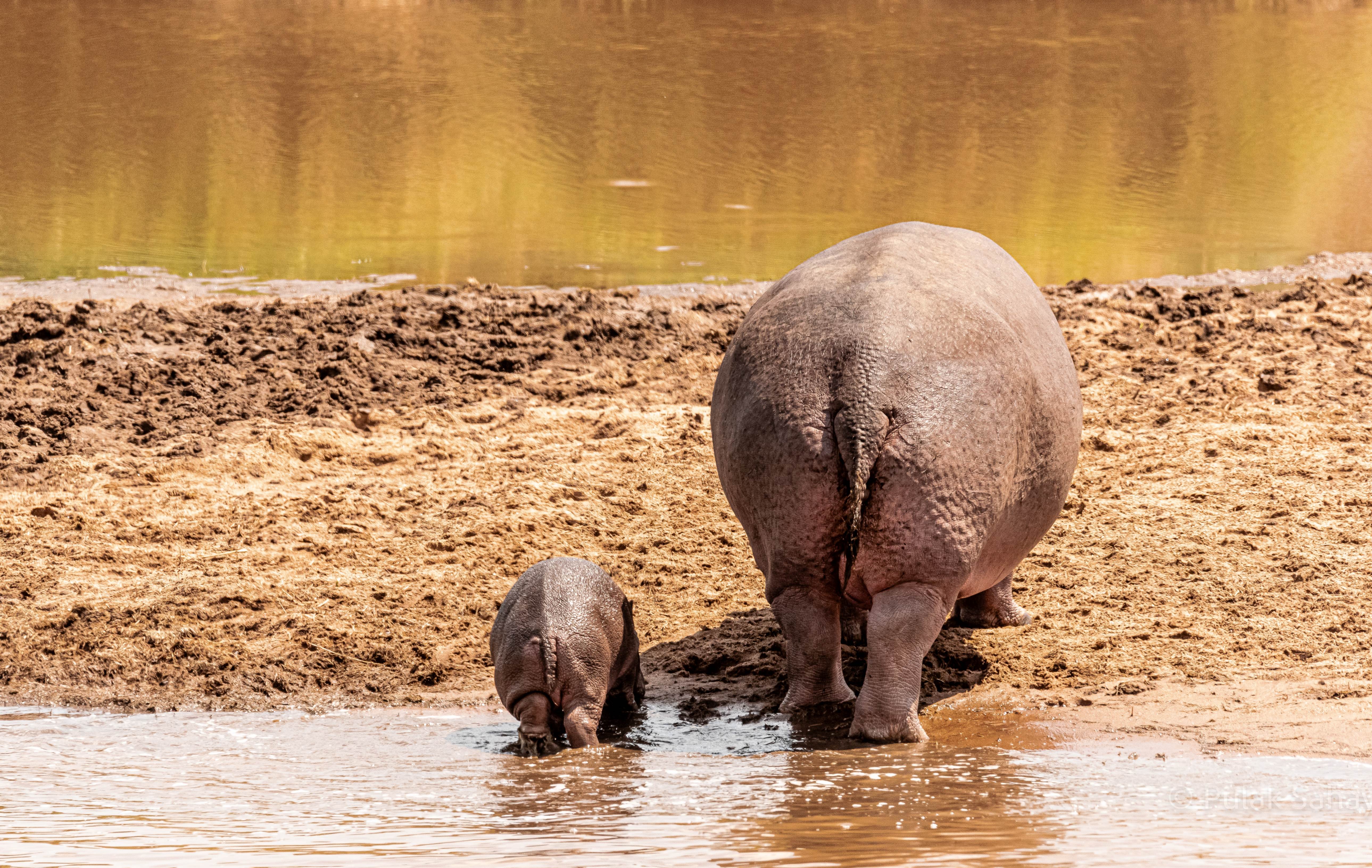 Hippos behind